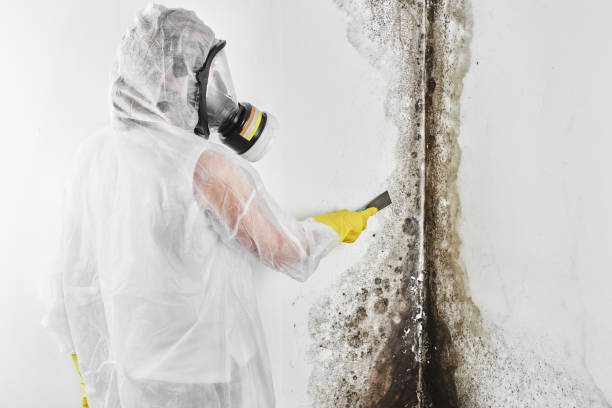 Fox River Grove, IL Mold Remediation Company