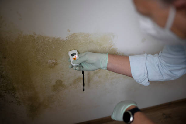 Best Residential Mold Remediation in Fox River Grove, IL