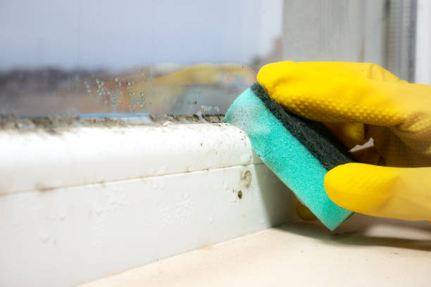 Best HVAC Mold Remediation in Fox River Grove, IL