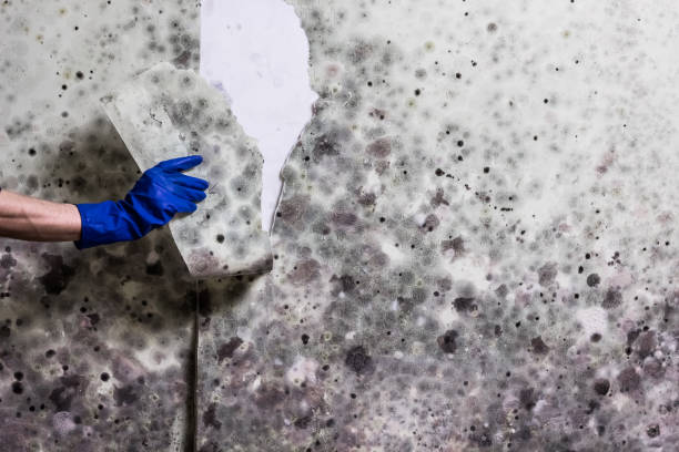 Best Bathroom Mold Remediation in Fox River Grove, IL